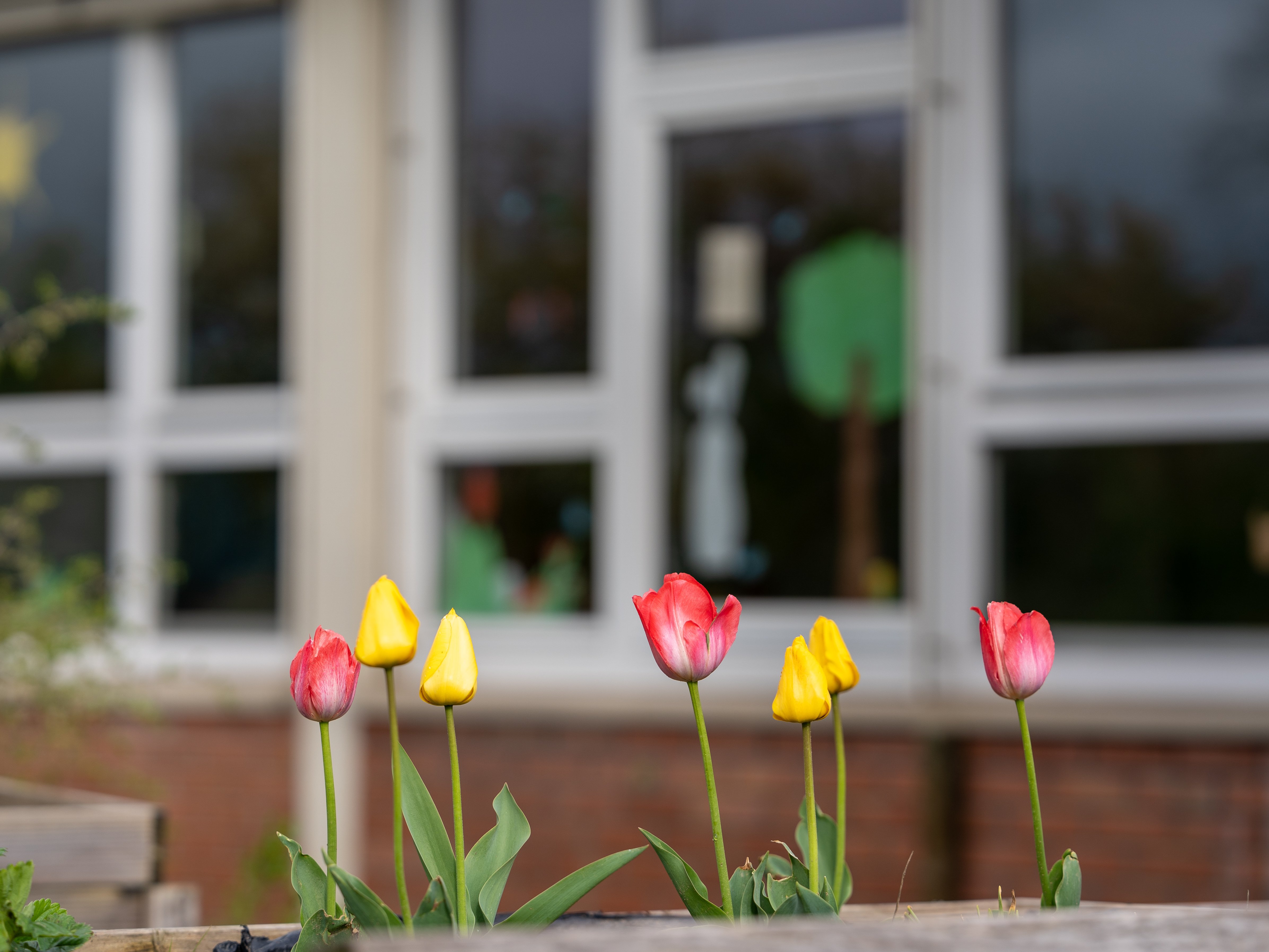 Tulpen auf dem Schulhof